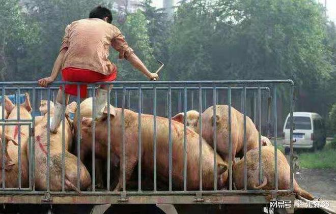 猪业要闻：野猪泛滥甚至攻击人金寨县收购野猪10元一斤(图2)
