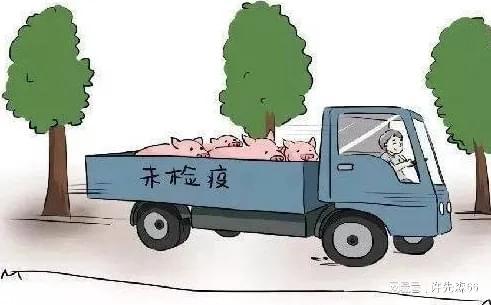 猪业要闻：野猪泛滥甚至攻击人金寨县收购野猪10元一斤(图4)